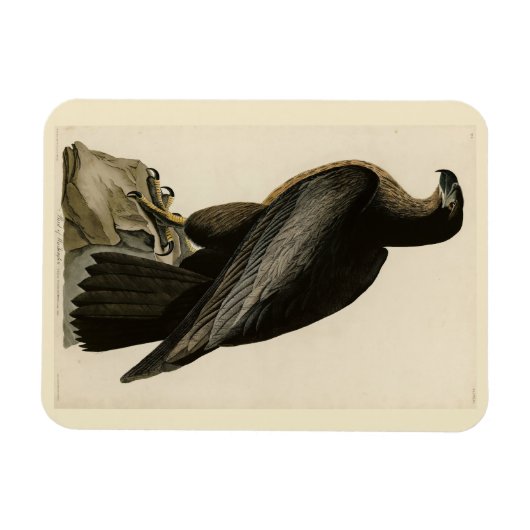 Der Vogel von Washington aus Audubons Vögeln Ameri Magnet (Horizontal)
