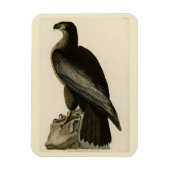 Der Vogel von Washington aus Audubons Vögeln Ameri Magnet (Vertikal)
