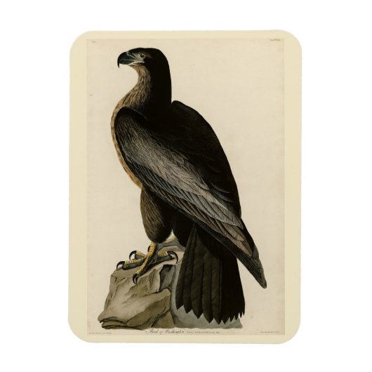 Der Vogel von Washington aus Audubons Vögeln Ameri Magnet (Vertikal)