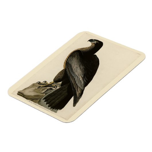 Der Vogel von Washington aus Audubons Vögeln Ameri Magnet (Linke Seite)