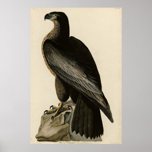 Der Vogel von Washington aus Audubons Vögeln Ameri Poster (Vorne)