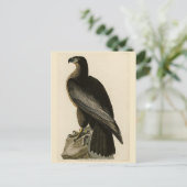 Der Vogel von Washington aus Audubons Vögeln Ameri Postkarte (Stehend Vorderseite)