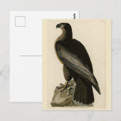 Der Vogel von Washington aus Audubons Vögeln Ameri Postkarte (Vorne/Hinten)