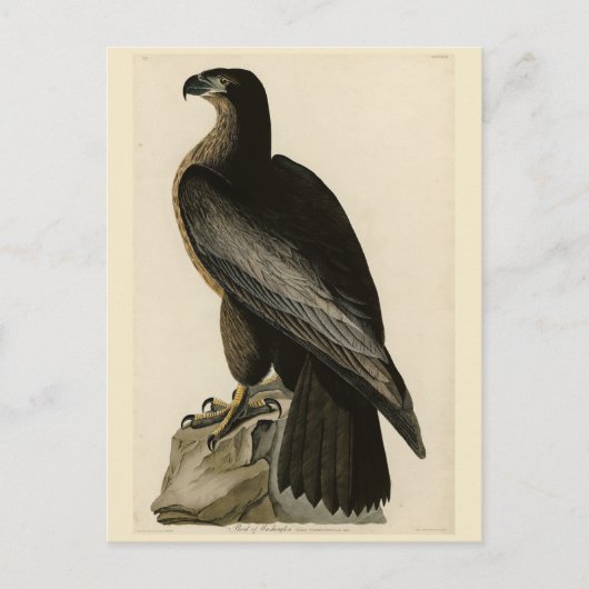 Der Vogel von Washington aus Audubons Vögeln Ameri Postkarte (Vorderseite)