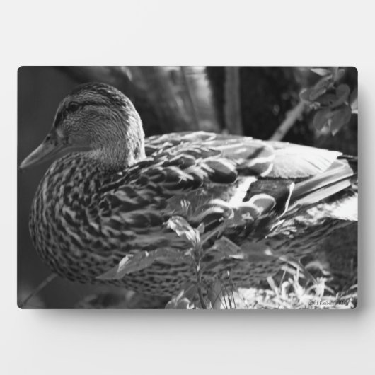 Der Wachmann Fotoplatte (Vorderseite)