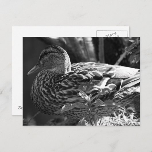 Der Wachmann Postkarte (Vorne/Hinten)