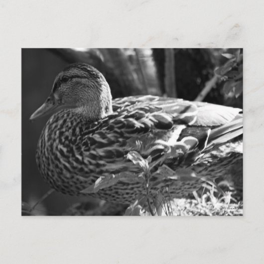 Der Wachmann Postkarte (Vorderseite)