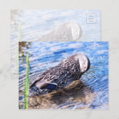 Der wachsende Effekt Postkarte (Vorne/Hinten)