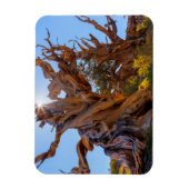 Der Wächterbaum Magnet (Vertikal)