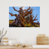 Der Wächterbaum Poster (Küche)