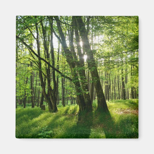 Der Wald im Frühling Magnet (Vorne)