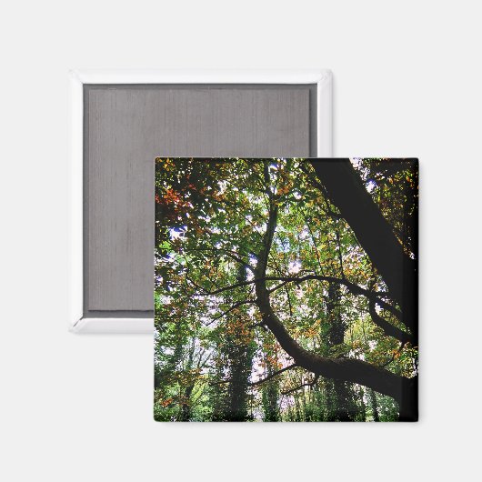 Der Wald Magnet (Vorderseite/Rückseite)