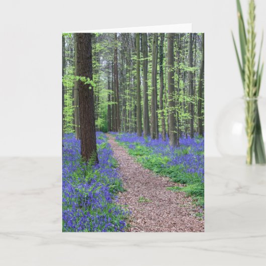 Der Wald von Halle | Halle, Belgien Karte (Vorderseite)