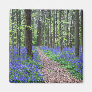 Der Wald von Halle Halle, Belgien Magnet