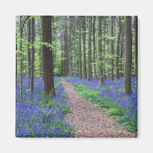 Der Wald von Halle | Halle, Belgien Magnet (Vorne)