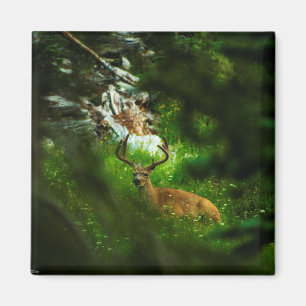 Der Waldfürst Magnet