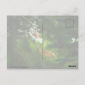 Der Waldfürst Postkarte (Rückseite)