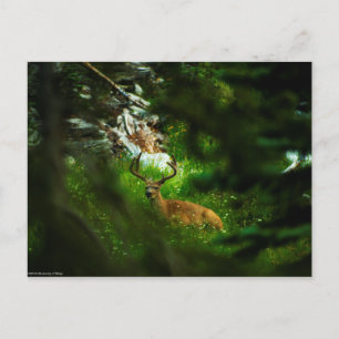 Der Waldfürst Postkarte