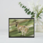 Der Wallaby-Sprung Postkarte (Stehend Vorderseite)