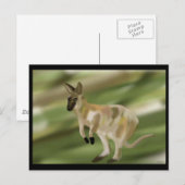 Der Wallaby-Sprung Postkarte (Vorne/Hinten)