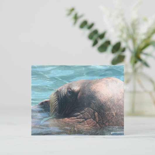 Der Walrus Postkarte (Stehend Vorderseite)