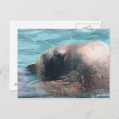 Der Walrus Postkarte (Vorne/Hinten)