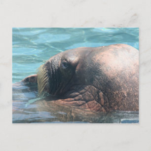 Der Walrus Postkarte