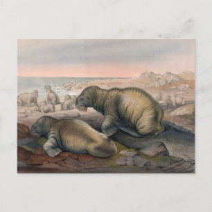 Der Walrus von Joseph Wolf Postkarte