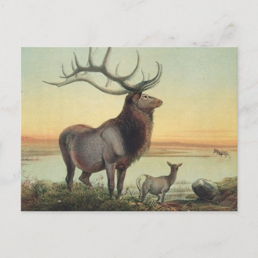 Der Wapiti-Deer von Joseph Wolf Postkarte (Vorderseite)