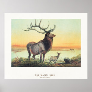 Der Wapiti-Hirsch Poster