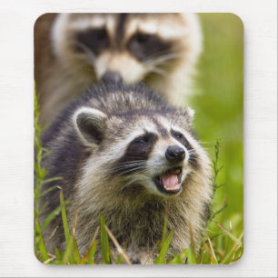 Der Waschbär, Procyon lotor, ist ein weit verbreit Mousepad