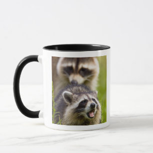 Der Waschbär, Procyon lotor, ist weit verbreitet, Tasse