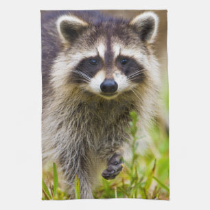 Der Waschbär, Procyon lotor Küchentuch
