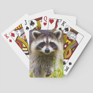 Der Waschbär, Procyon lotor Spielkarten