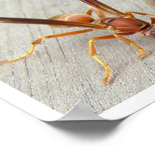 Der Wasp! Poster (Ecke)