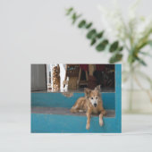 Der Watchdog. Postkarte (Stehend Vorderseite)