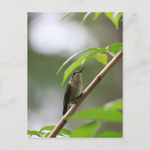 Der Watcher Hummingbird Postkarte