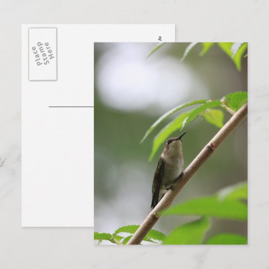 Der Watcher Hummingbird Postkarte (Vorne/Hinten)