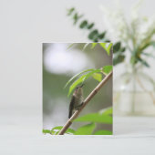 Der Watcher Hummingbird Postkarte (Stehend Vorderseite)