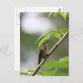 Der Watcher Hummingbird Postkarte (Vorne/Hinten)