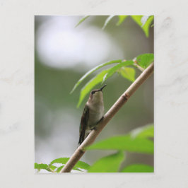 Der Watcher Hummingbird Postkarte