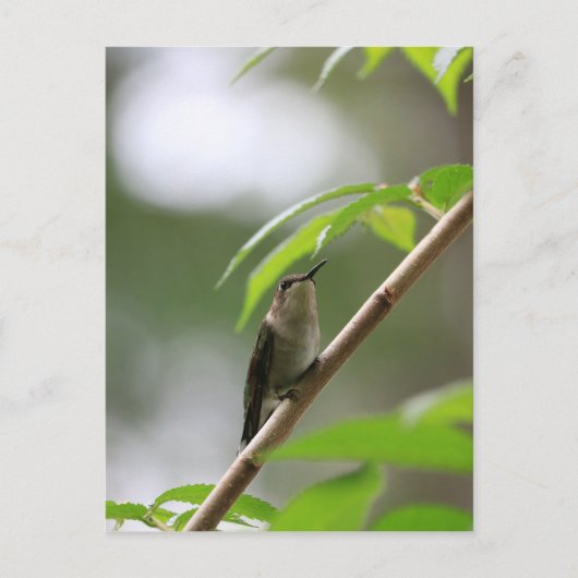 Der Watcher Hummingbird Postkarte (Vorderseite)