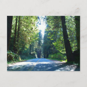 Der Weg durch den Wald in Crescent City Postkarte