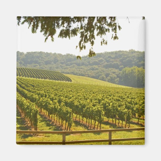 Der Weinberg und das Tal mit Wald - Magnet (Vorne)