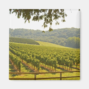 Der Weinberg und ein Tal mit einem Wald - Magnet
