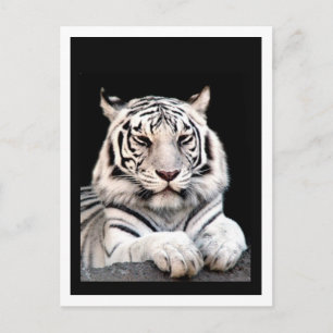 Der weiße Bengalische Tiger Postkarte