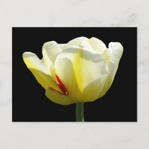 Der weiße gelbe Tulip Nahe die Kruste auf. BG DIY  Postkarte