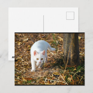 Der weiße Jäger Postkarte