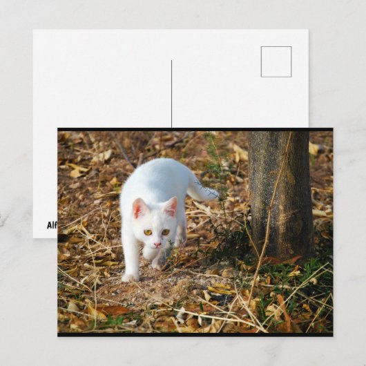 Der weiße Jäger Postkarte (Vorne/Hinten)