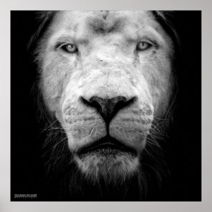 Der weiße Löwe - The Löwenwhite Poster